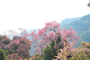 Wall Mural - Prunus cerasoides in selective focus point