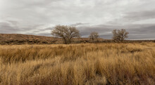 Three Barren Trees In Tall Grass Field With Mesa Plateau In Open Desert Range On Cloudy Day In Rural New Mexico