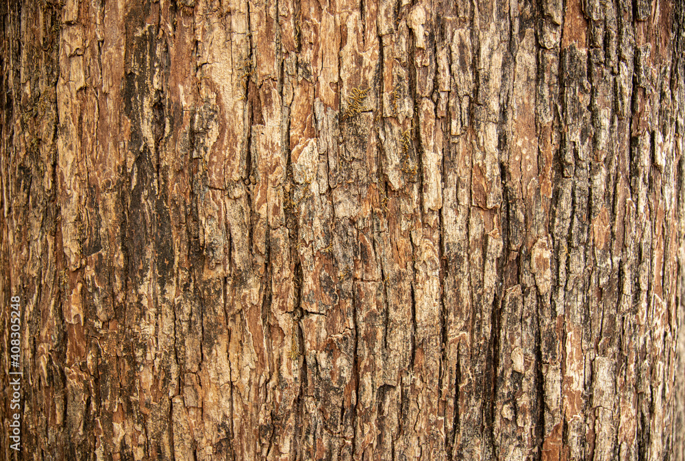 Bark pattern is seamless texture from tree. For background work Stock ...