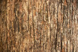© WP_7824 - Bark pattern is seamless texture from tree. For background work