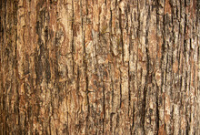 Bark Pattern Is Seamless Texture From Tree. For Background Work