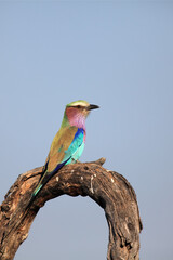 Canvas Print - The lilac-breasted roller (Coracias caudatus) sitting on a dry tree branch with blue background.