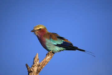 Sticker - Lilac-breasted Roller (Coracias caudata) sitting on a bare branch of a dead tree with a blue background