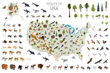 Wall Mural - Isometric 3d of USA wildlife. Animals, birds and plants constructor elements isolated on white set. Build your own geography infographics collection.