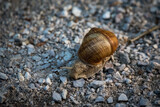 Fototapeta Na sufit - A vine snail with a large brown shell on a pedestrian path covered with small pebbles.