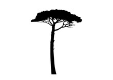 Maritime Pine Tree, Pinus Pinaster Mediterranean Plant, Vector Black Silhouette Isolated On White Background 