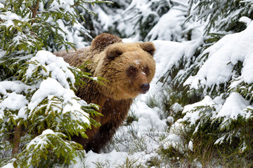 Wall Mural - wild brown bear (ursus arctos) in winter forest