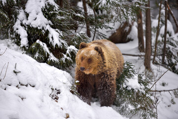 Wall Mural - wild brown bear (ursus arctos) in winter forest