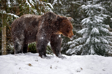 Wall Mural - wild brown bear (ursus arctos) in winter forest