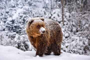 Wall Mural - wild brown bear (ursus arctos) on the snow