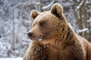 Wall Mural - beautiful close up portrait of the brown bear (ursus arctos)
