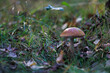 
mushrooms in the forest