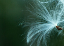 Milkweed Seed Floating On Wind