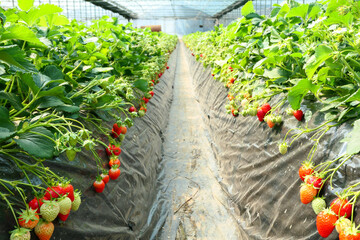 strawberry farm for strawberry picking