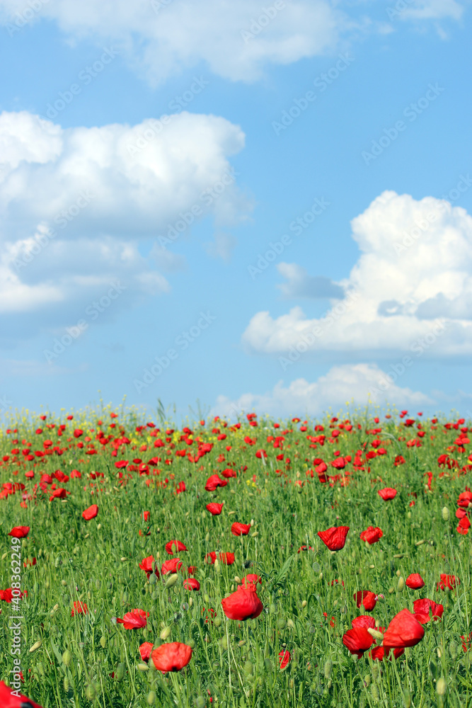 poppies flower meadow landscape in springtime - obrazy, fototapety, plakaty 
