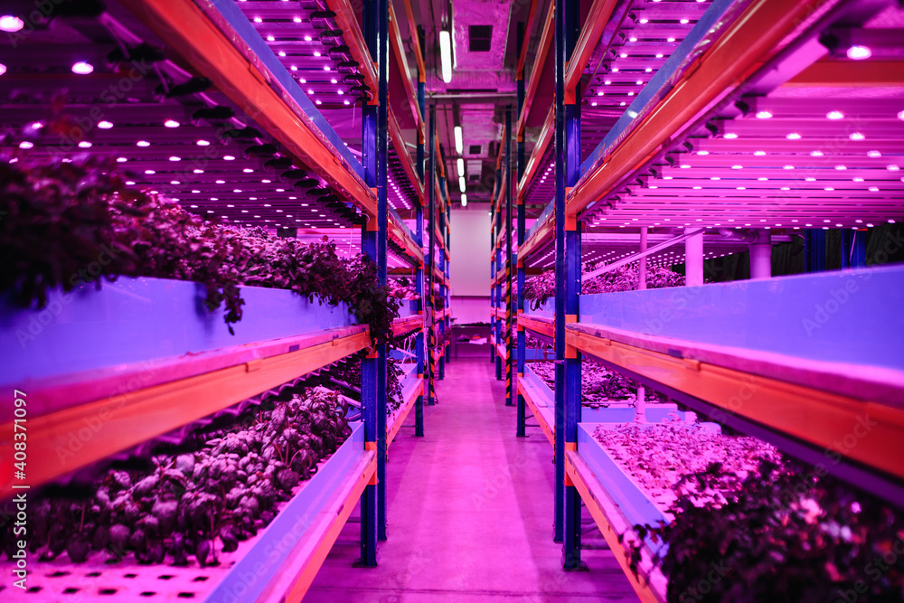 Aquaponic farm, sustainable business and artificial lighting. - obrazy, fototapety, plakaty 