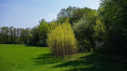 Deciduous forest and meadow on a sunny day.