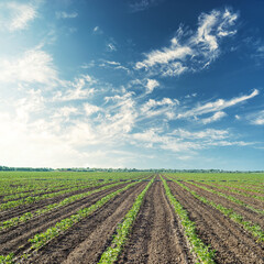 Wall Mural - agriculture field with tomatoes shots. Sunset in blue sky over green field.