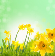 Bright And Colorful Flowers Of Daffodils On The Background Of The Spring Landscape.