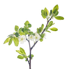 Sticker - plum tree branch with flowers on white