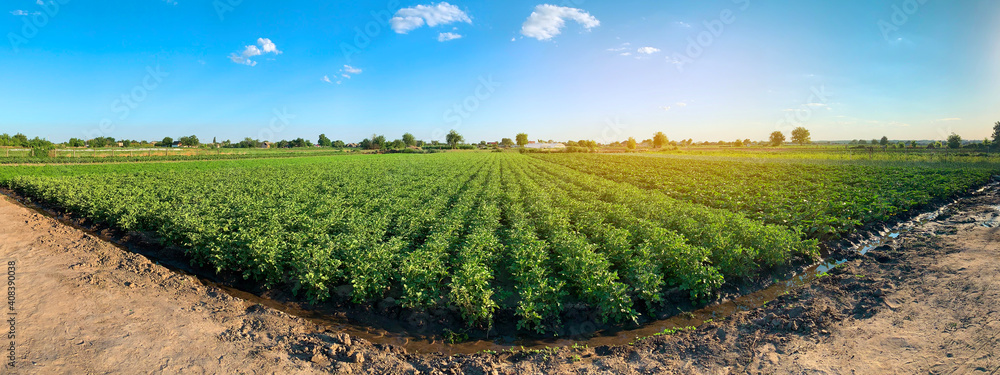 Panoramic photo of a beautiful agricultural view with potato plantations on the farm on a sunny day. Agriculture and farming. Agribusiness. Agro industry. Growing Organic Vegetables - obrazy, fototapety, plakaty 