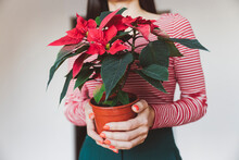 Woman Holding Poinsettia Plant While Standing At Home