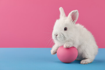 Wall Mural - White Easter bunny rabbit with egg on blue and pink background