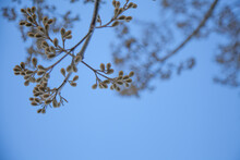 Furry Seed Pods On A Tree Against The Blue Sky