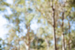 © Clare Seibel-Barnes/Austockphoto - Bokeh out of focus gum tree bushland background