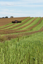 Canola Crop Cut Into Windrows To Dry Before Harvest