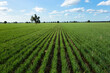 © Jane Worner/Austockphoto - Rows of barley plants into the horizon