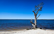 © Jorgenn Dobleene/Austockphoto - single tree on the banks of a lake