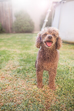 Happy Toy Poodle In The Backyard In Summer