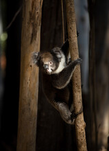 Koala Climbing Gum Tree, Vertical