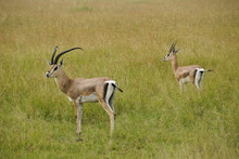 Male (with Bent Horns) And Female Grant's Gazelles In Long Grass, Serengeti National Park, Tanzania
