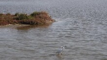 Little White Heron In A Pond In The Landscape Egretta Garzetta