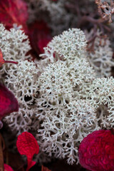 reindeer lichen found in and around the rocks that make up the taiga landscape in canada's northwest
