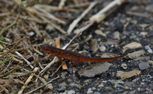 A Red-Spotted Newt (Notophthalmus Viridescens) Walking On Pavement.  Shot In Waterloo, Ontario, Canada.
