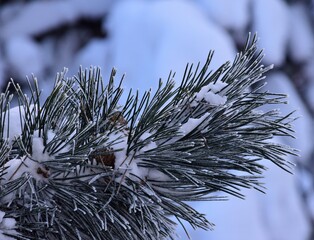 Canvas Print - frost on pine needles