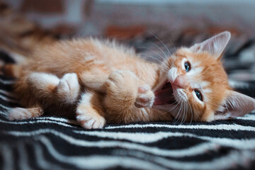 Poster - Portrait of a cute cat with blue eyes lying on the blanket with an open mouth