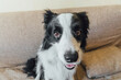 Funny portrait of cute puppy dog border collie on couch. New lovely member of family little dog looking happy and exited, playing at home indoors. Pet care and animals concept.