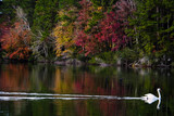 Fototapeta Na ścianę - Swan swimming in a lake reflecting fall foliage