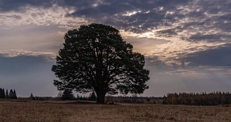 Wall Mural - Foggy sunrise in a field with a beautiful branchy pine tree, time lapse
