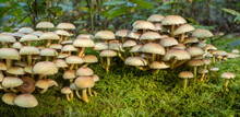 Honey Fungus, Armillaria