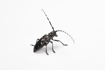 Wall Mural - The longicorn beetle isolated on white background