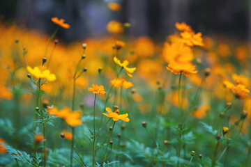Wall Mural - Yellow cosmos flowers blooming in the garden