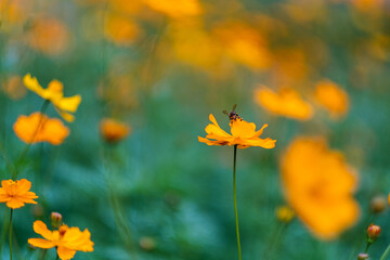 Wall Mural - Bee on yellow cosmos flowers in the garden