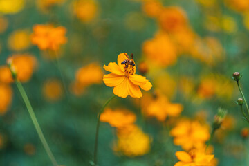 Wall Mural - Bee on yellow cosmos flowers in the garden