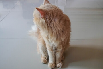 selective focus orange Persian cat fur turn his head to the back