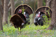 Wild Turkeys - Mature Toms Face Off As They Compete For Mating Rights During The Spring Breeding Season